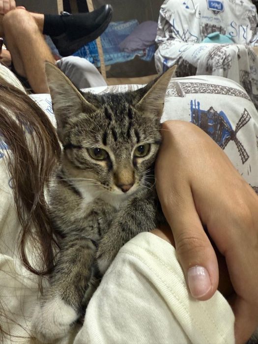 Отдадим кошечку в добрые руки
