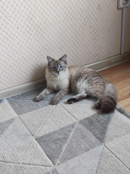 Отдам Кошку в Добрые Руки