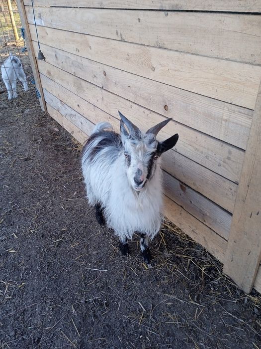 De vanzare tap si capra cu ied