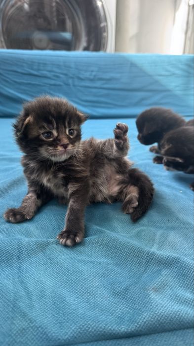 Котята Мейн Кун