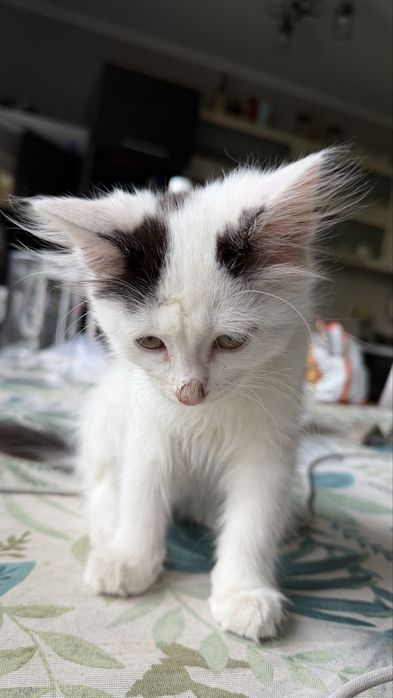 Котенок в хорошие руки