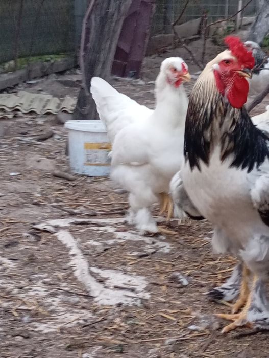 Vând ouă de găină Brahma