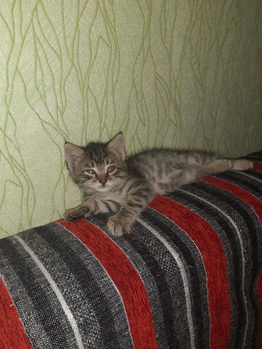 Отдам котёнка-мальчика