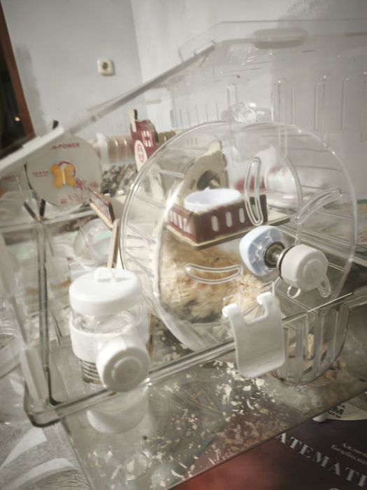 хомяк сибирский.