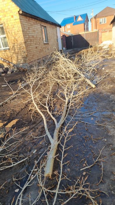 Дрова бесплатно за вывоз доплачу