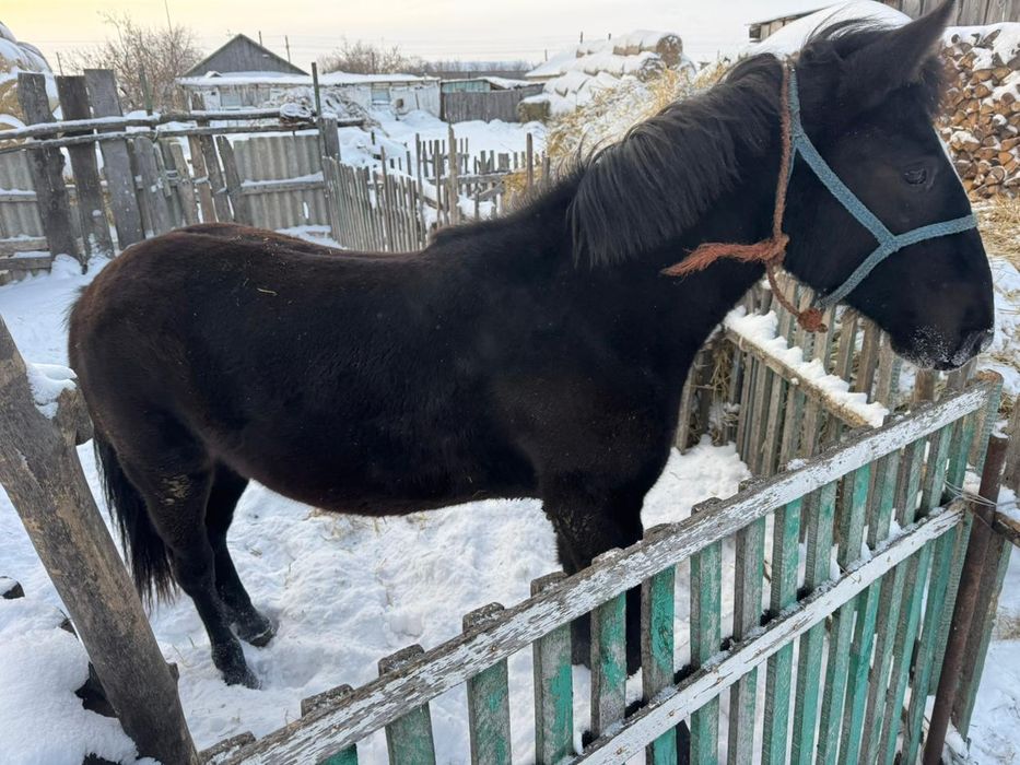 Продам кобылку год и семь месяцев