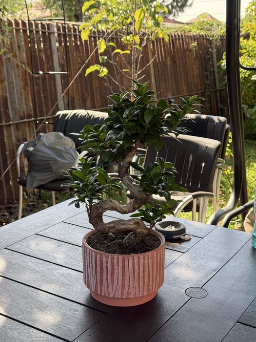 Vand Bonsai ficus