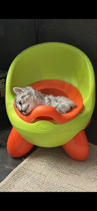 Котенок Британка 2мес