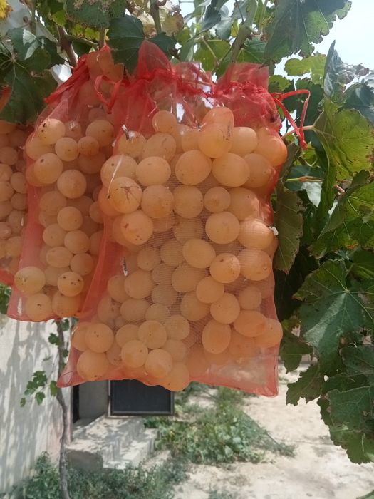 Продаются черенки винограда