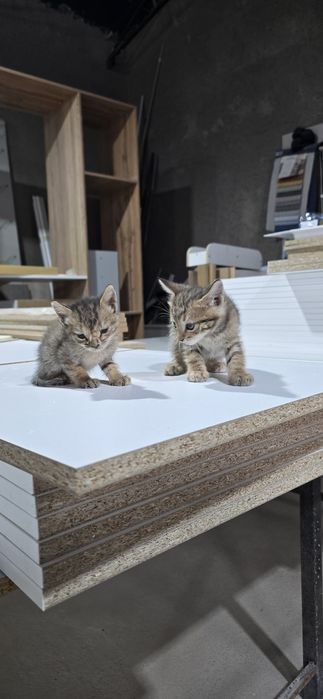 Котёнок.марғау .