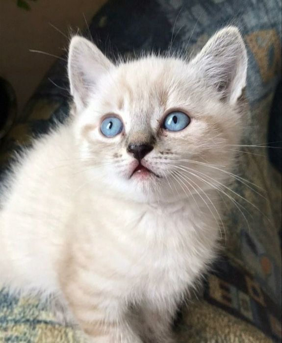 Британские девочки, 1.5 мес