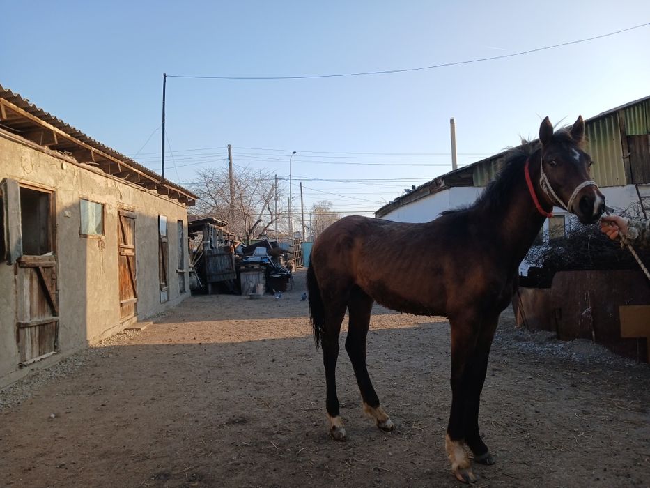 Продам Тайника 11 месяцев