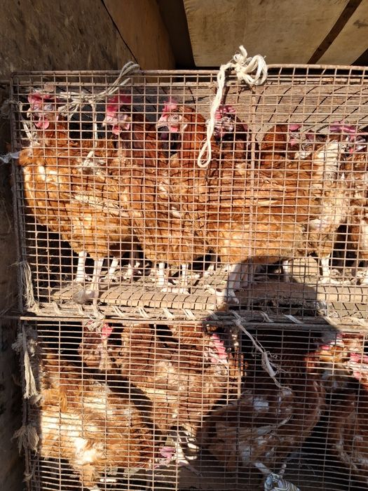 Продажа кур несушек