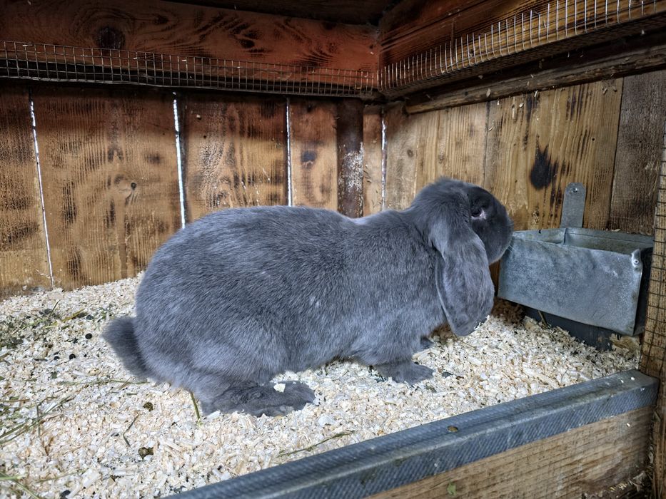 Femela berbec german