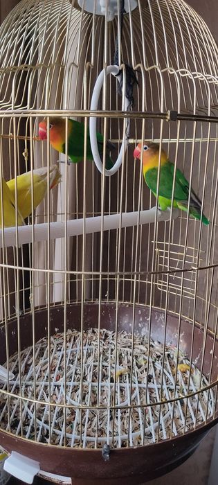 Maska  va Nerazluchkalar sotiladi . Maska 160 min , Sariq 130 min