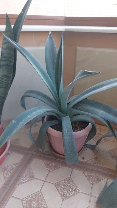 Алое вера, Aloe vera guli 30000