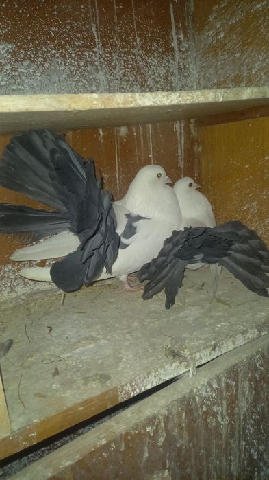 Голуби павлины кептер