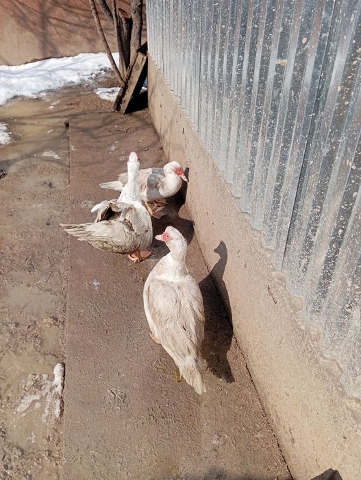 Индоутки продам в