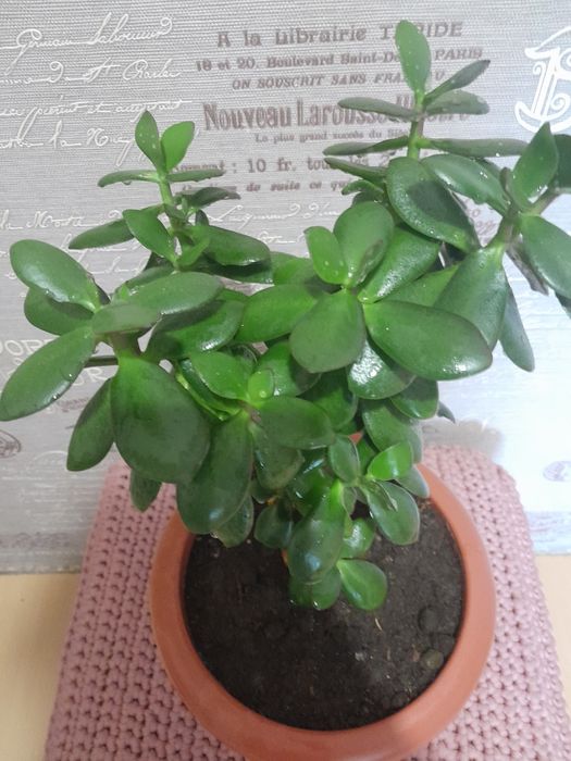 Цветок денежное дерево