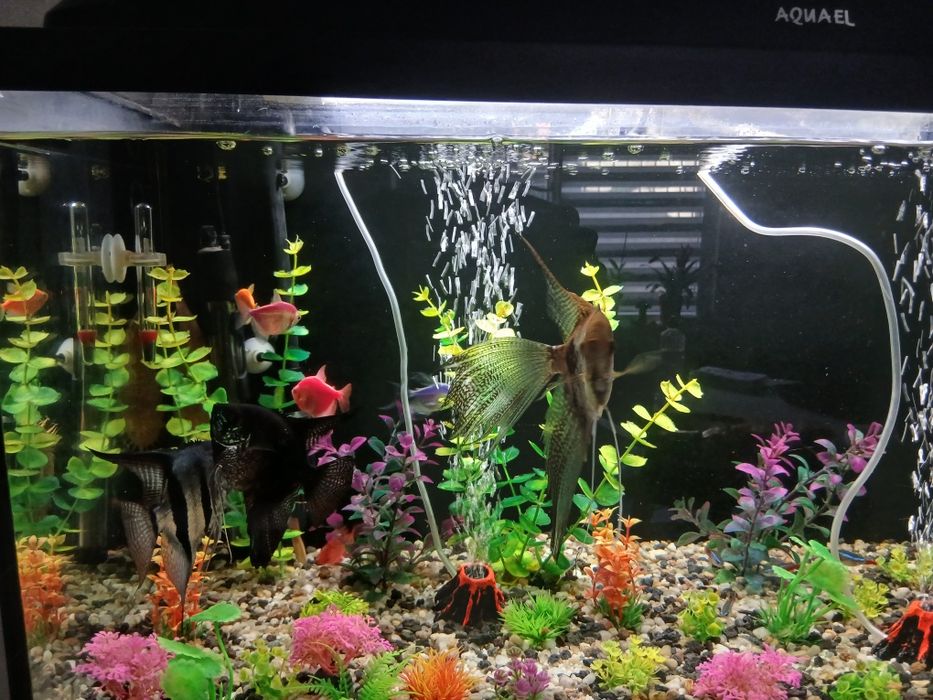 Acvariu 120 l echipat