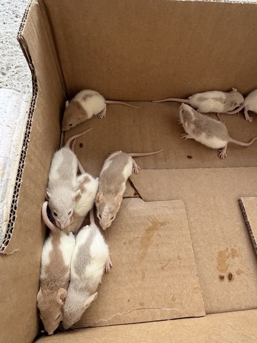 Vand soareci si sobolani de companie