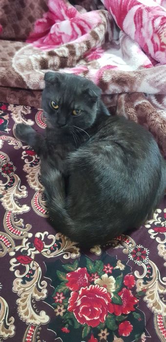 Скотиш фолд здаровые