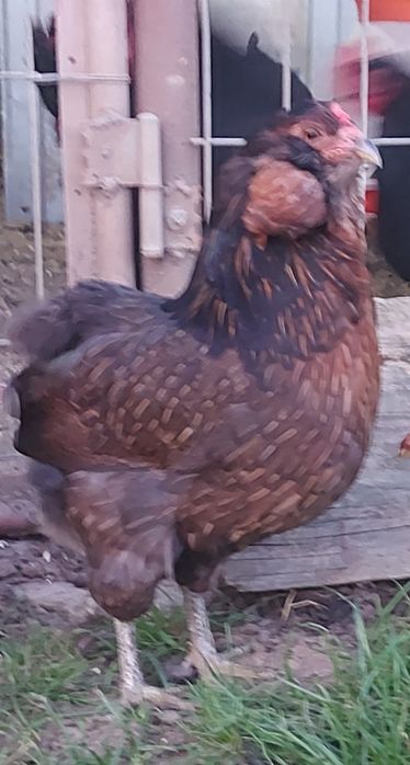 De vânzare oua incubat araucana