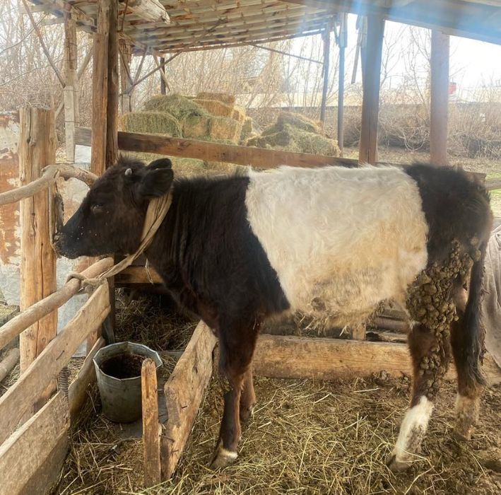 4 басұрғашы 8 бас еркек бағасы 269000