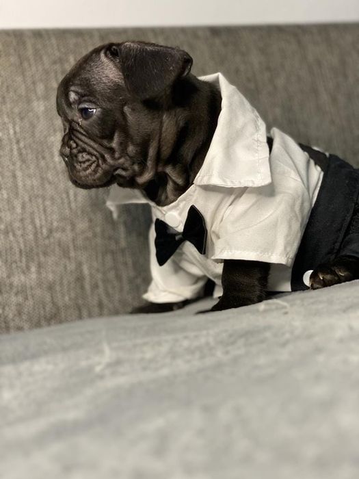 Vand fetita bulldog francez