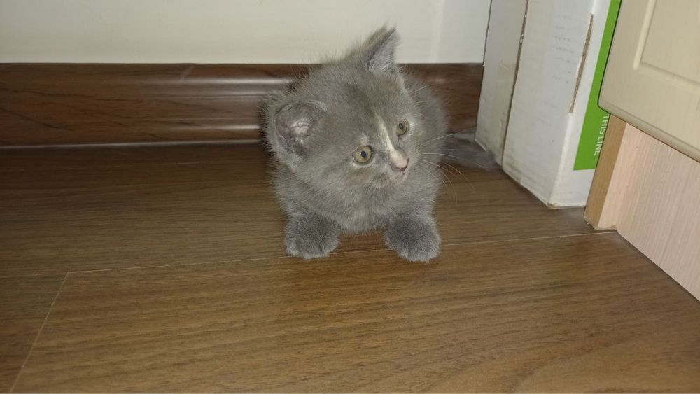 Породистые котенки, подробнее в описании