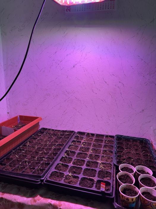 LED лампи 1000W Grow Light за отглеждане на растения фито