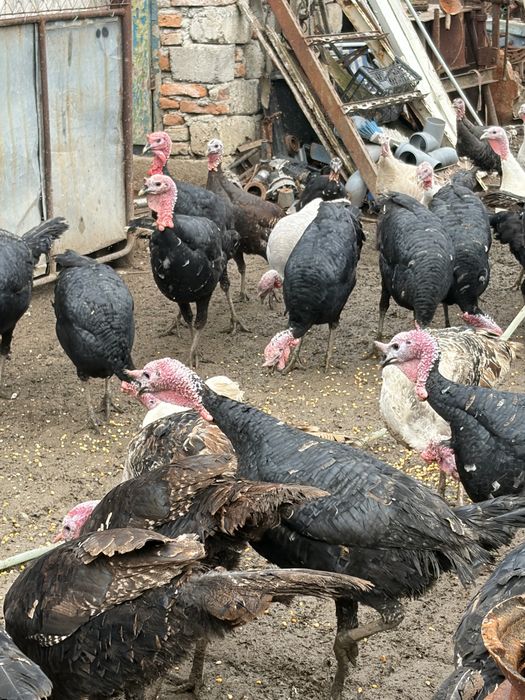 Curci si Curcanu de curte-Naturali, Sănatoși