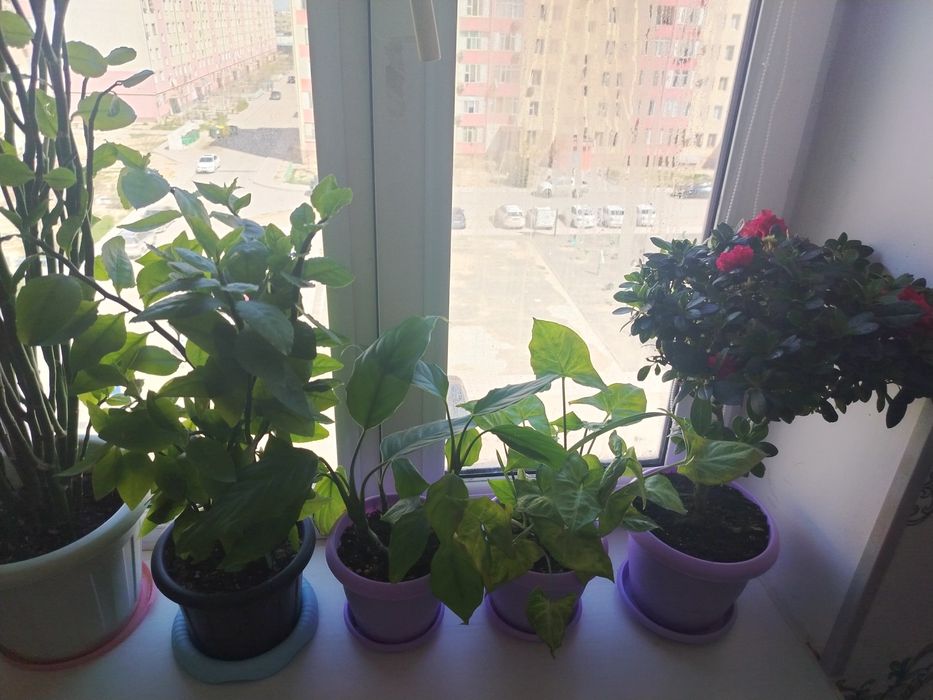 Гүлдер сатылады..