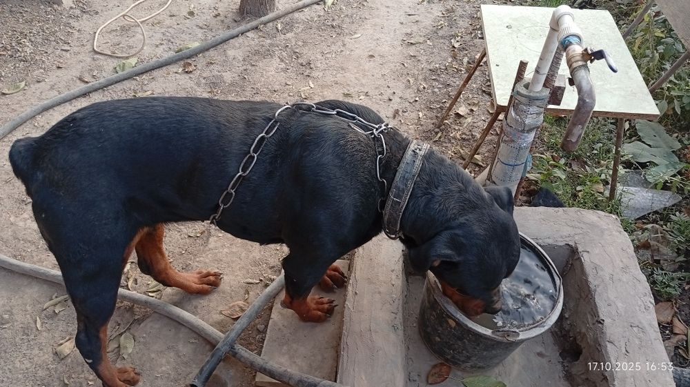 Ротвелер сотилади қиз бола 3 ёшлик