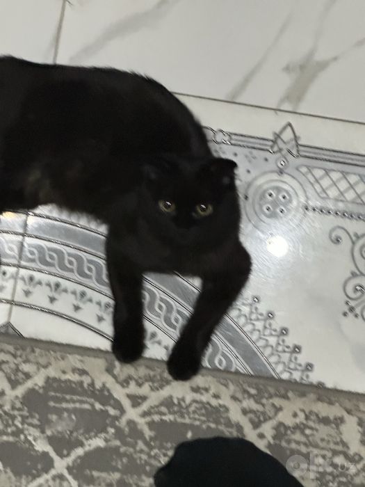 Скотиш фолд Кошка