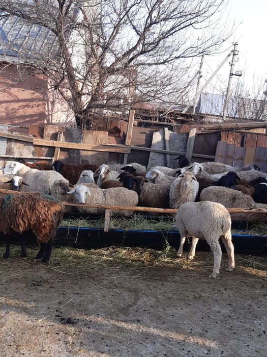 Кой Бараны токтушки продаётся 38000тысч