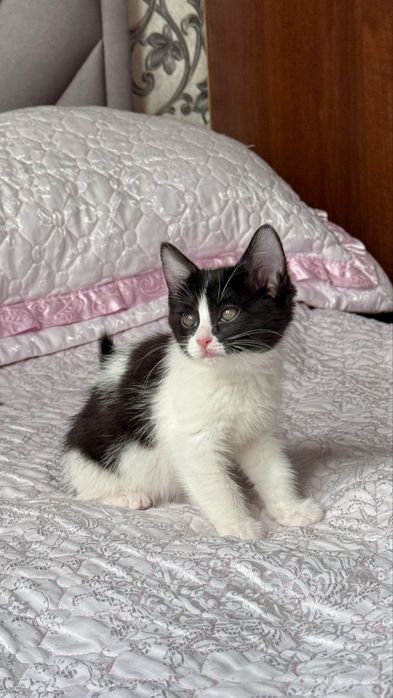 Черно-белый котенок, 2 месяца.