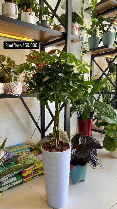 Комнатные растения для дома , ресторанов и офиса