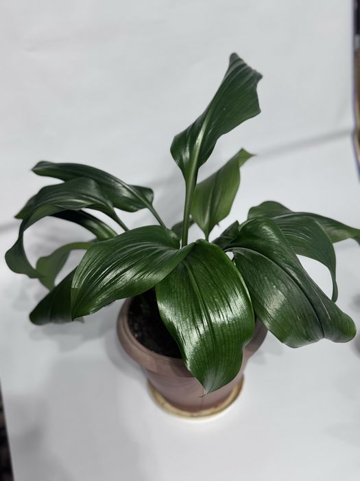 Домашние растение