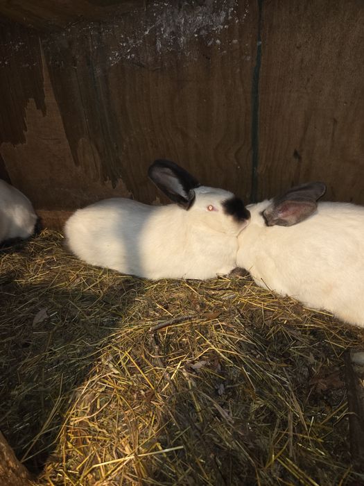 Iepuri de vanzare(vi sau carcasă