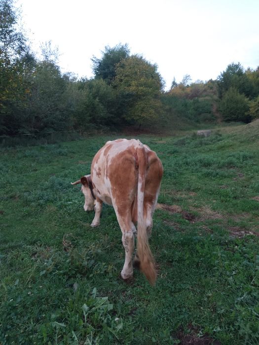 Vacă bălțată românească
