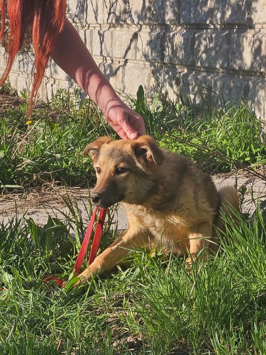 Отдам в стерилизованных щенков