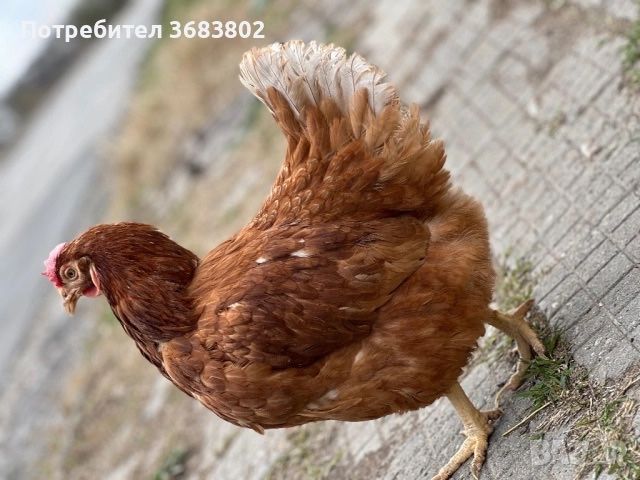 Домашни Кокошки за якца