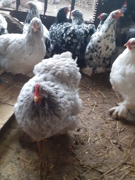 Oua cochinchina bobat