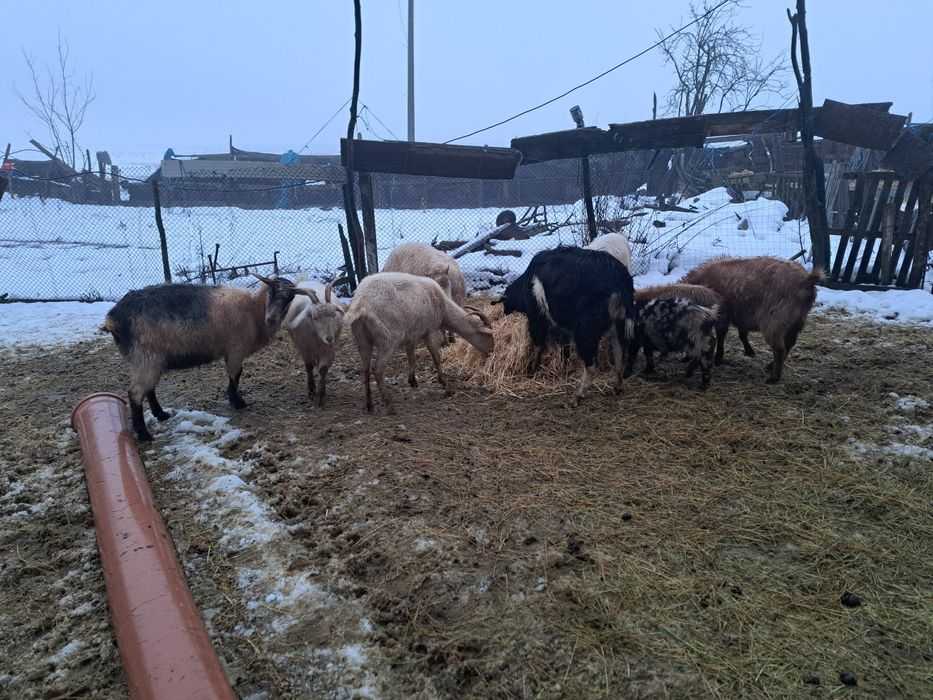 Vând 5 capre,2 țapi si 2 iedute.