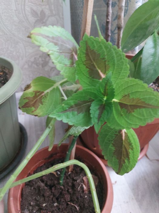 Колеус цветы срочно продается