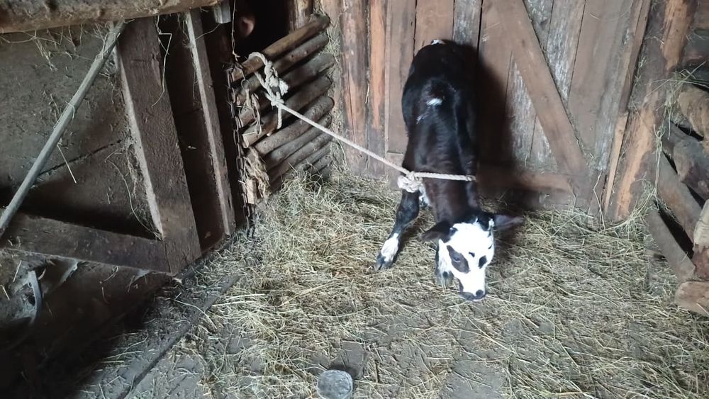 Коровы с телятами!