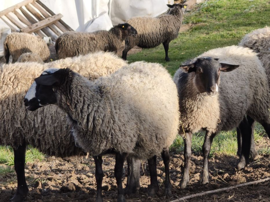 Mieluțe Romanov gestante de vânzare