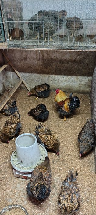 Ouă de incubat de la wyandotte gsg, faverolles somon și moțate