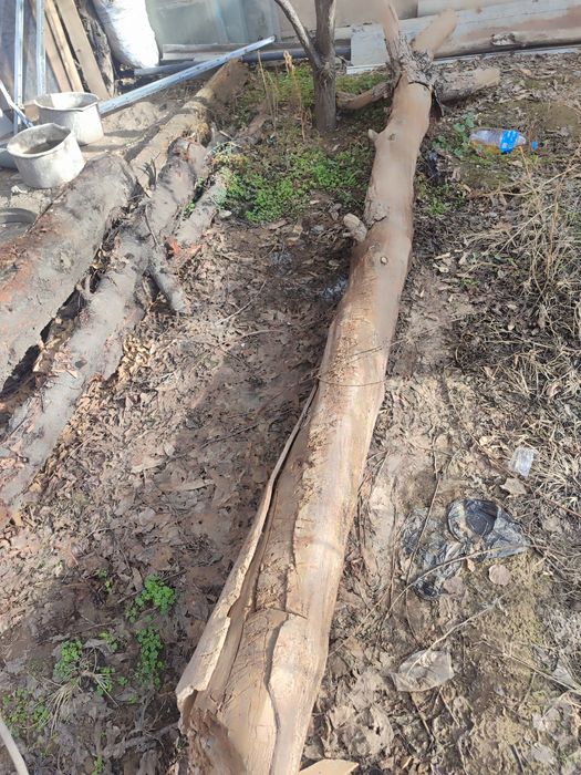 Дрова отдам почти даром . Утин арзон